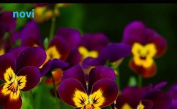 Posadite obavezno ove 3 biljke u aprilu: Cvjetaće do kasne jeseni