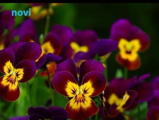 Posadite obavezno ove 3 biljke u aprilu: Cvjetaće do kasne jeseni