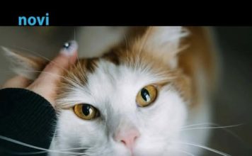 Pet dokaza da te tvoja mačka zaista voli: Broj 1 će otopiti i najtvrđe srce