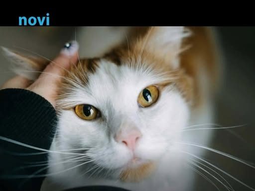 Pet dokaza da te tvoja mačka zaista voli: Broj 1 će otopiti i najtvrđe srce