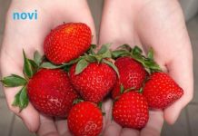 Da li pogrešno perete jagode? Evo kako treba