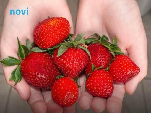 Da li pogrešno perete jagode? Evo kako treba