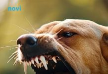 Ako vas napadne pas, izgovorite samo ovu jednu riječ: Može vam spasiti život