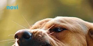 Ako vas napadne pas, izgovorite samo ovu jednu riječ: Može vam spasiti život