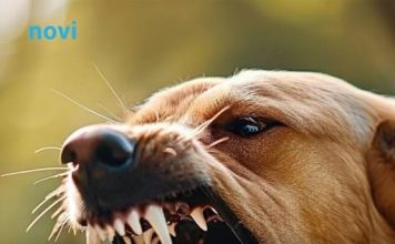 Ako vas napadne pas, izgovorite samo ovu jednu riječ: Može vam spasiti život