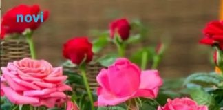 Bujaju kao iz vode i ne razbolijevaju se: Ako ovo uradite do 11 sati, ruže će cvjetati kao lude