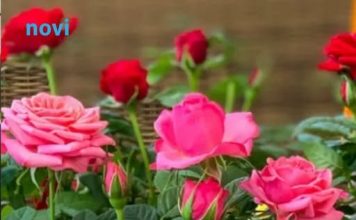 Bujaju kao iz vode i ne razbolijevaju se: Ako ovo uradite do 11 sati, ruže će cvjetati kao lude