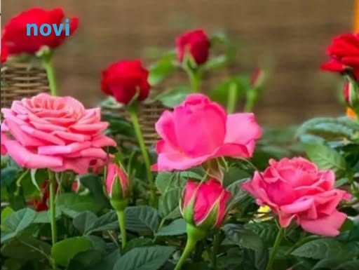 Bujaju kao iz vode i ne razbolijevaju se: Ako ovo uradite do 11 sati, ruže će cvjetati kao lude