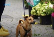 Zašto pas njuši vaše međunožje? Tako ne možete da ga prevarite