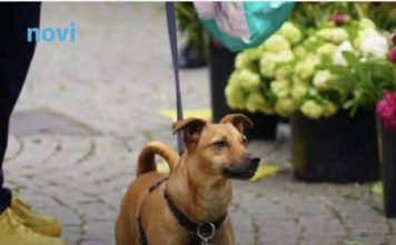 Zašto pas njuši vaše međunožje? Tako ne možete da ga prevarite