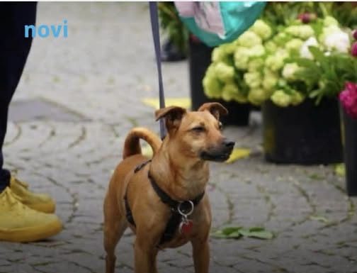 Zašto pas njuši vaše međunožje? Tako ne možete da ga prevarite