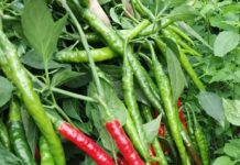 IMA ZAPANJUJUĆU LJEKOVITU MOĆ: Liječi čak 10 bolesti i čini čuda za čir na želucu…