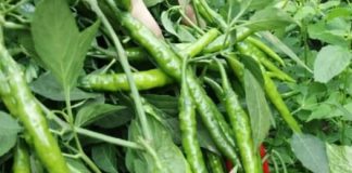 IMA ZAPANJUJUĆU LJEKOVITU MOĆ: Liječi čak 10 bolesti i čini čuda za čir na želucu…