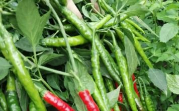 IMA ZAPANJUJUĆU LJEKOVITU MOĆ: Liječi čak 10 bolesti i čini čuda za čir na želucu…