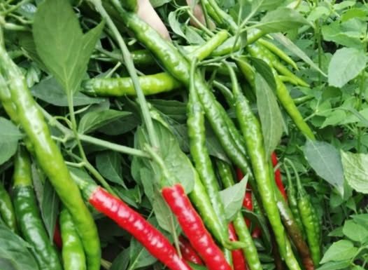 IMA ZAPANJUJUĆU LJEKOVITU MOĆ: Liječi čak 10 bolesti i čini čuda za čir na želucu…