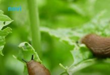 Puževi vam uništavaju cvijeće i povrće? Riješite ih se zauvijek uz pomoć 1 sastojka iz kuhinje