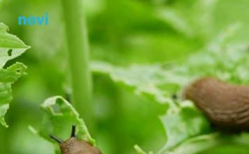 Puževi vam uništavaju cvijeće i povrće? Riješite ih se zauvijek uz pomoć 1 sastojka iz kuhinje