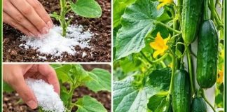 Ovo je tajna neprekidne berbe krastavaca – Samo pospite ovo po njima i braćete ih sve do jeseni