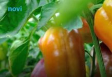 Prirodno đubrivo za papriku i paradajz možete napraviti sami: 1 namirnica iz kuhinje pravi čuda