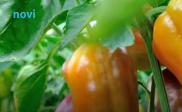 Prirodno đubrivo za papriku i paradajz možete napraviti sami: 1 namirnica iz kuhinje pravi čuda