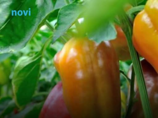 Prirodno đubrivo za papriku i paradajz možete napraviti sami: 1 namirnica iz kuhinje pravi čuda