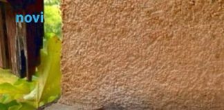 Ove stvari privlače zmije u vaše dvorište, odmah ih se riješite!