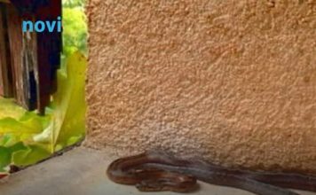 Ove stvari privlače zmije u vaše dvorište, odmah ih se riješite!