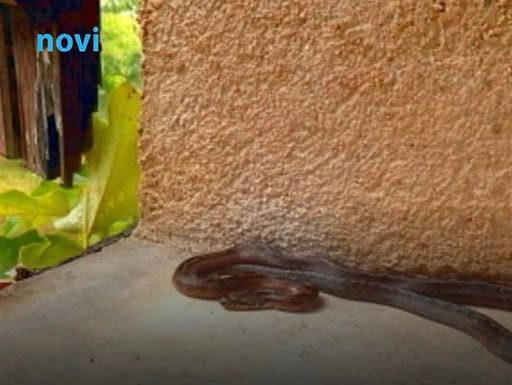 Ove stvari privlače zmije u vaše dvorište, odmah ih se riješite!