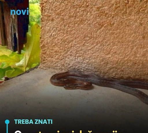 Ove stvari privlače zmije u vaše dvorište, odmah ih se riješite!