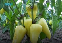 Zalijte papriku i paradajz domaćim đubrivom od ove namirnice: Rađat će kao ludi