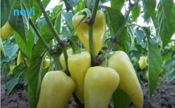 Zalijte papriku i paradajz domaćim đubrivom od ove namirnice: Rađat će kao ludi