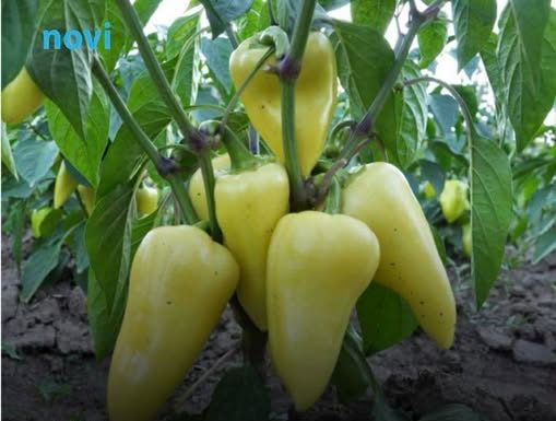 Zalijte papriku i paradajz domaćim đubrivom od ove namirnice: Rađat će kao ludi