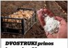 DVOSTRUKI Prinos Krompira: OBAVEZNO DODAJTE OVO U ZEMLJU PRlJE SADNJE