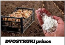 DVOSTRUKI Prinos Krompira: OBAVEZNO DODAJTE OVO U ZEMLJU PRlJE SADNJE