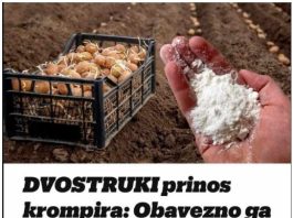 DVOSTRUKI Prinos Krompira: OBAVEZNO DODAJTE OVO U ZEMLJU PRlJE SADNJE