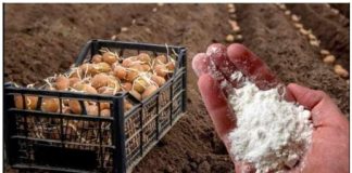 DVOSTRUKI Prinos Krompira: OBAVEZNO DODAJTE OVO U ZEMLJU PRlJE SADNJE