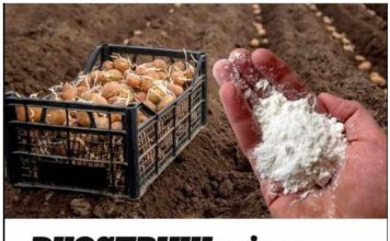 DVOSTRUKI Prinos Krompira: OBAVEZNO DODAJTE OVO U ZEMLJU PRlJE SADNJE