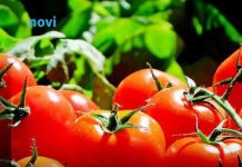Posadite ovu biljku pored paradajza u bašti: Prirodno tjera štetočine, a plodovi su krupniji i slađi