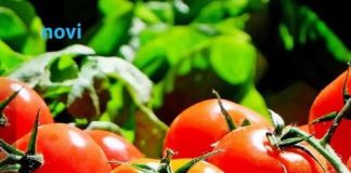 Posadite ovu biljku pored paradajza u bašti: Prirodno tjera štetočine, a plodovi su krupniji i slađi