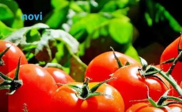 Posadite ovu biljku pored paradajza u bašti: Prirodno tjera štetočine, a plodovi su krupniji i slađi