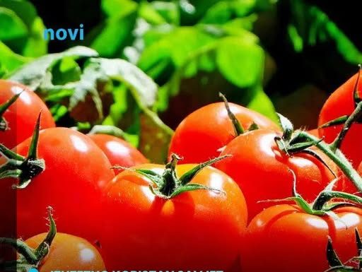 Posadite ovu biljku pored paradajza u bašti: Prirodno tjera štetočine, a plodovi su krupniji i slađi