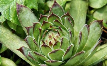 NEUNIŠTIVA ENERGIJA: Čaj od ove biljke vam može pomoći kod svih bolova! Evo kako da ga spremite