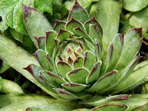 NEUNIŠTIVA ENERGIJA: Čaj od ove biljke vam može pomoći kod svih bolova! Evo kako da ga spremite