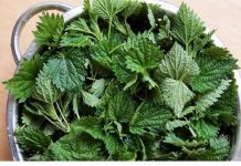 ZAMRZNETE LIST KOPRIVE Narodni travar otkriva prvu pomoć protiv alergija