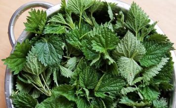 ZAMRZNETE LIST KOPRIVE Narodni travar otkriva prvu pomoć protiv alergija