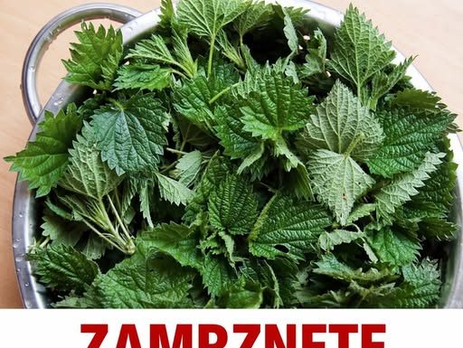 ZAMRZNETE LIST KOPRIVE Narodni travar otkriva prvu pomoć protiv alergija