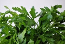 Ovo morate probati: Lijek za srce po receptu starom 800 godina