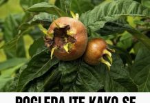 Pogledajte kako se pravi liker od mušmula: Moćan napitak koji jača imunitet, čisti jetru, snižava holesterol! (RECEPT)