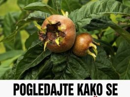 Pogledajte kako se pravi liker od mušmula: Moćan napitak koji jača imunitet, čisti jetru, snižava holesterol! (RECEPT)