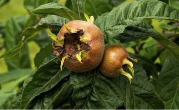 Pogledajte kako se pravi liker od mušmula: Moćan napitak koji jača imunitet, čisti jetru, snižava holesterol! (RECEPT)